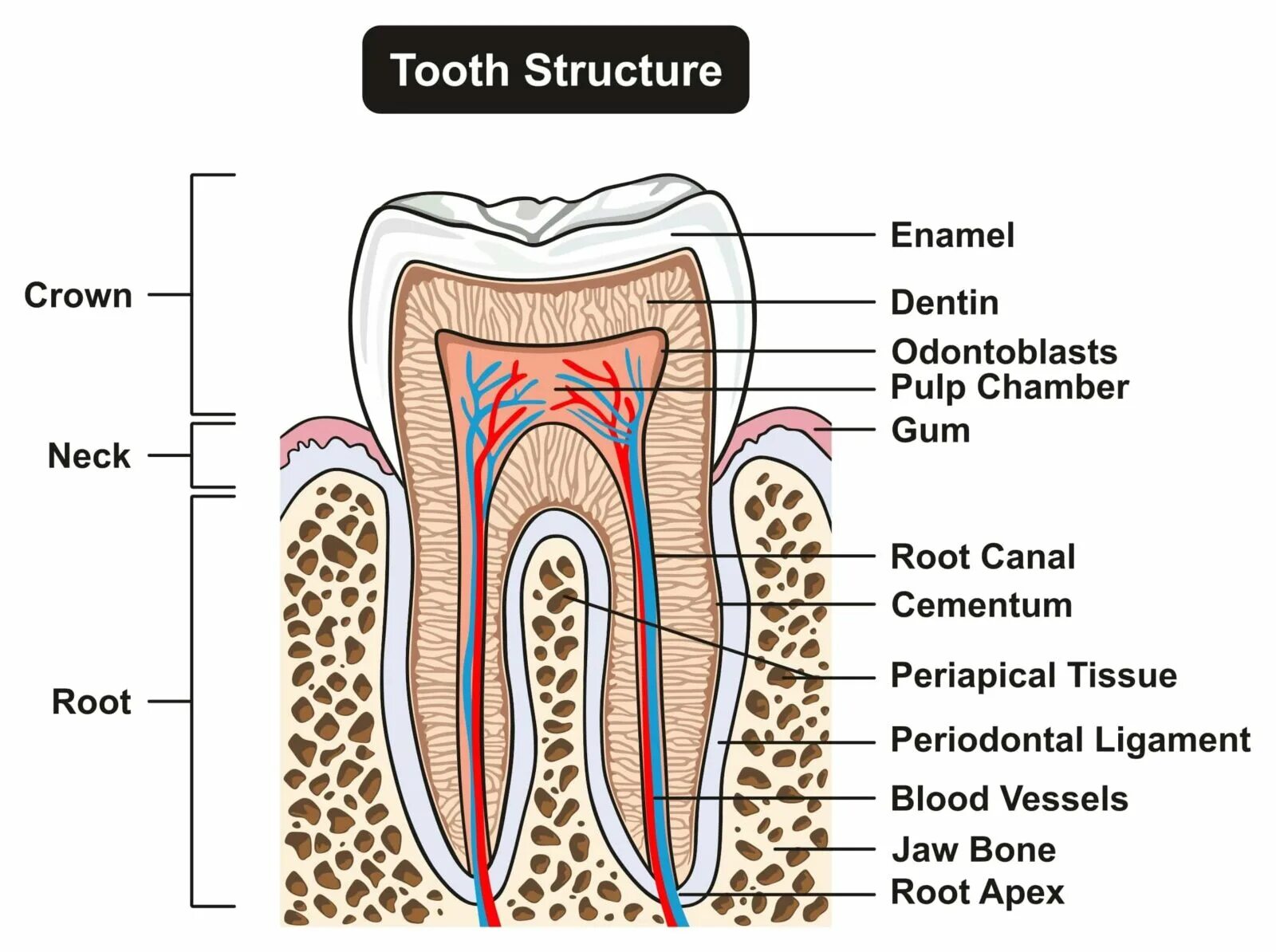 Шея зуб. Схема строения зуба. tooth structure. строение зуба 2.2.