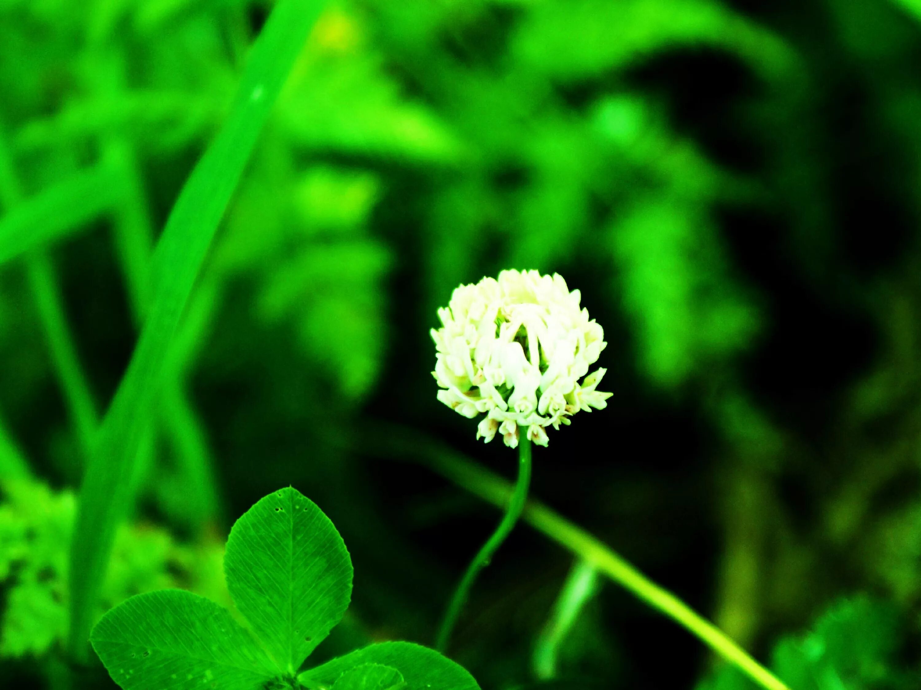 Клевер ползучий (Trifolium repens). Клевер мелкоцветковый. Клевер болотный. 13. Клевер ползучий/белый (Trifolium repens).