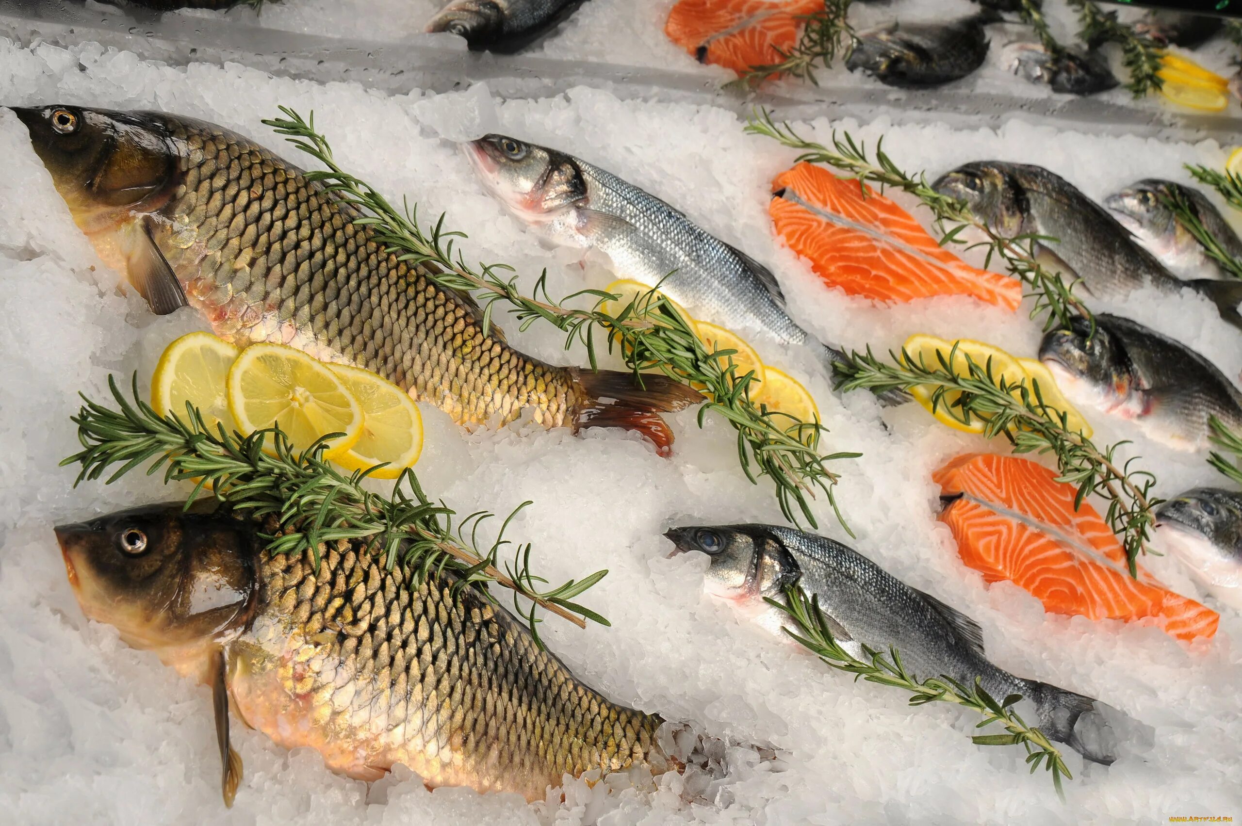 Карп форель. Кутум лявянги. Кумжа ручьевая форель. Семга, судак, форель,дорадо, скумбрия. Карп форель.