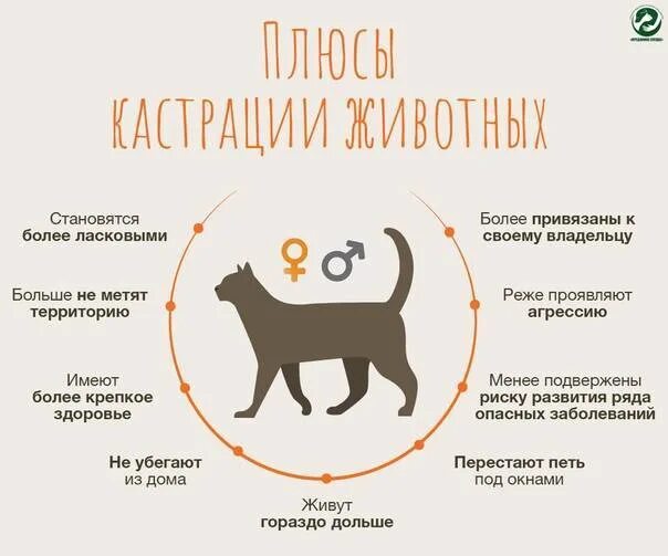 Кошка метит территорию. Коты метят территорию в квартире. Как метят коты в квартире. Кот метит территорию в доме