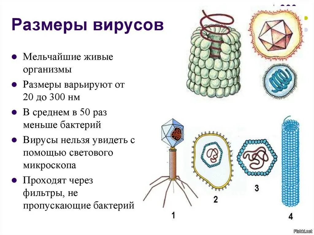 Вирусы биология задания. Вирусы неклеточные формы жизни 10 класс. Вирусы неклеточные формы жизни строение. Вирусы неклеточные формы жизни 5 класс биология. Неклеточные формы жизни вирусы биология 9 класс.