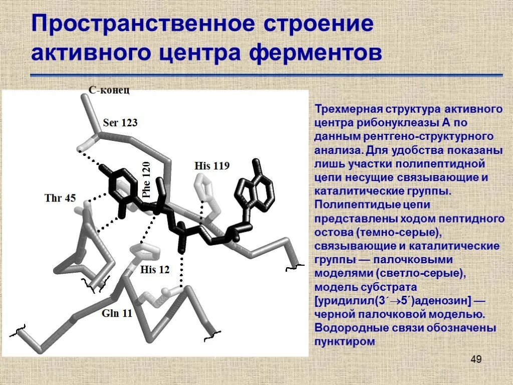 1 строение и функции ферментов. Структура активного центра фермента. амилаза фермент структуры. строение активного центра ферментов. трехмерная структура ферментов.