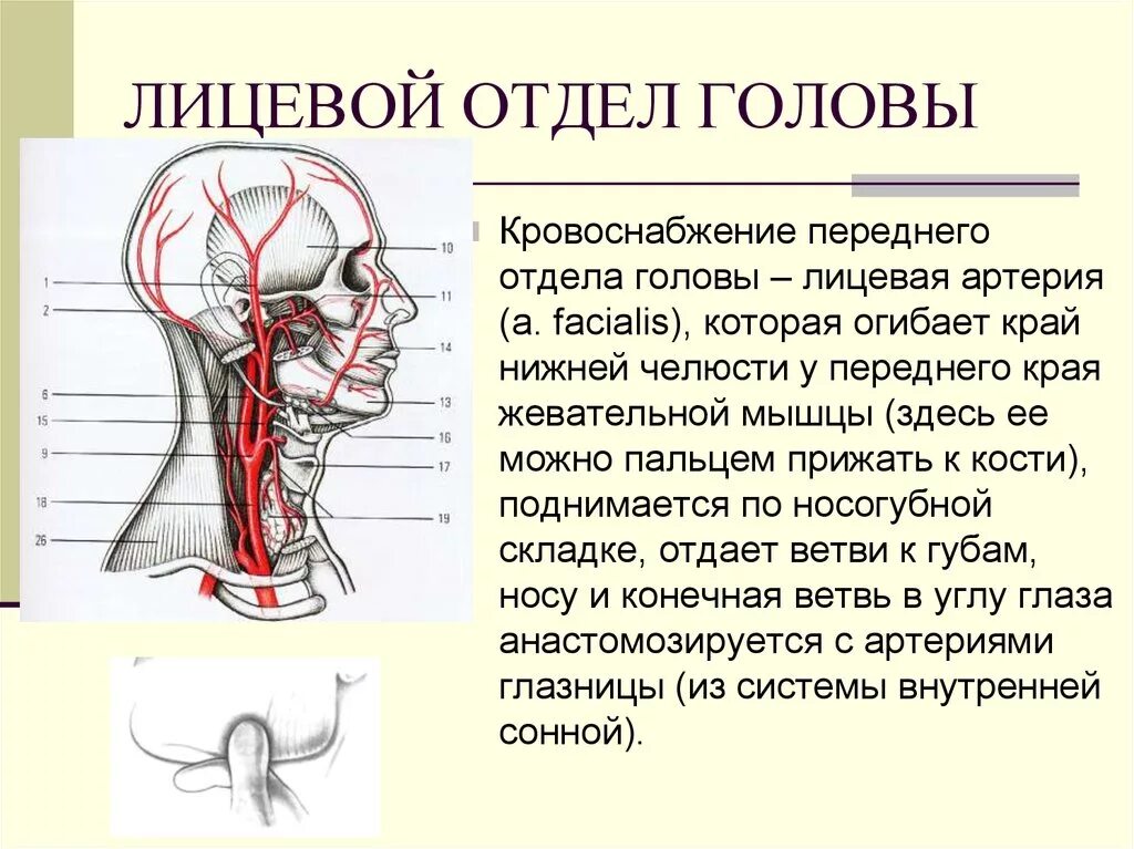 Кровоснабжение лицевой артерии. Кровоснабжение головы топографическая анатомия. Лицевая артерия ветви области кровоснабжения. Кровоснабжение лицевого отдела головы. Отдел затылок