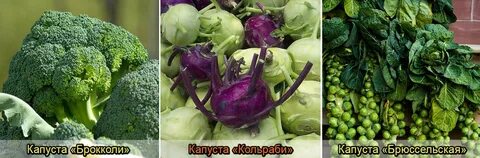 Какая есть капуста