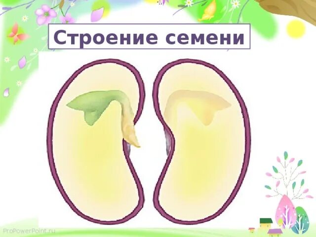 Двудольные растения без эндосперма. Строение семени голосеменных растений. Где находится запас питательных веществ частухи. Где находится запас питательных веществ частухи. Питательные вещества у двудольных.