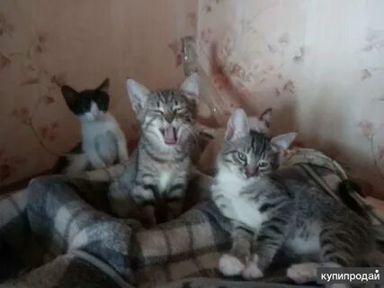 Авито орел котята в добрые