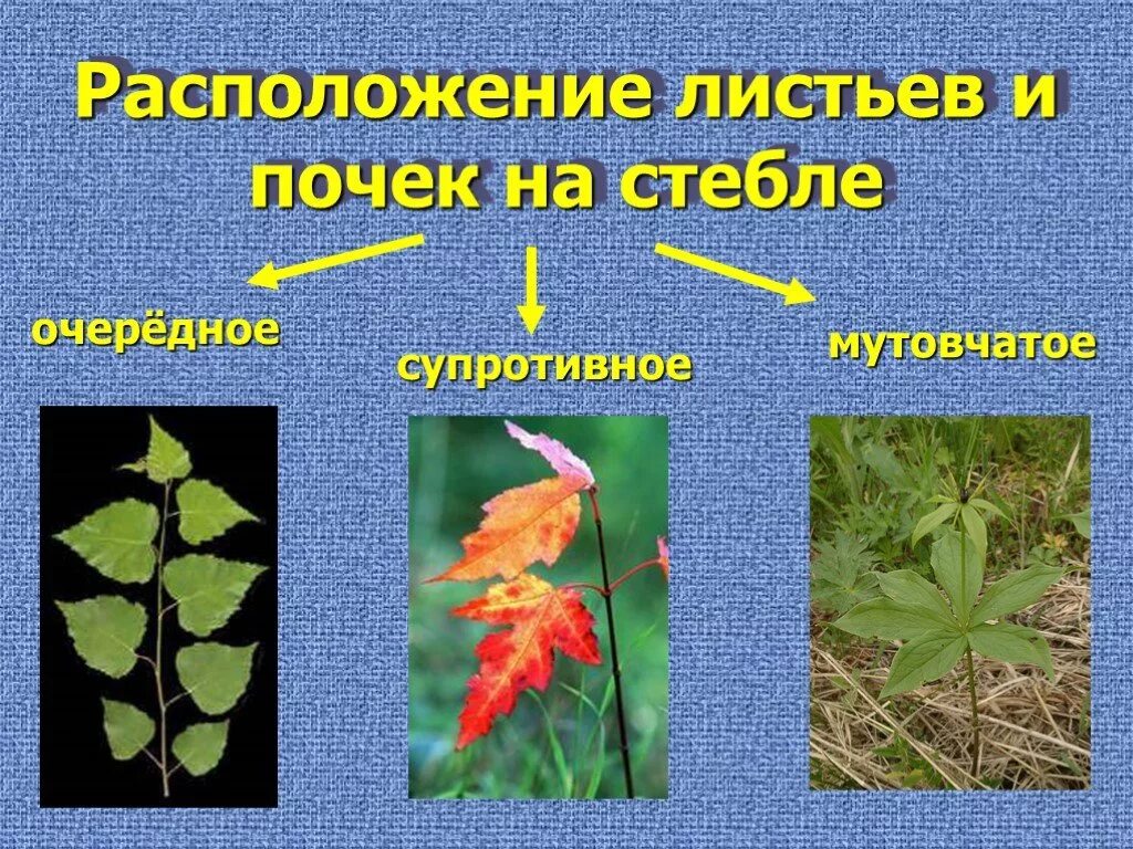 Местоположение листа. Очередное расположение листьев. супротивное расположение листьев. расположение листа на стебле. листья на стебле располагаются.