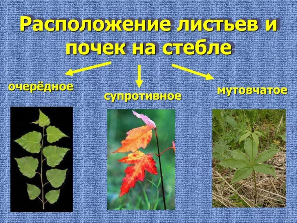 Очередное расположение листьев. Супротивное расположение листьев. Расположение листа на стебле. Листья на стебле располагаются.