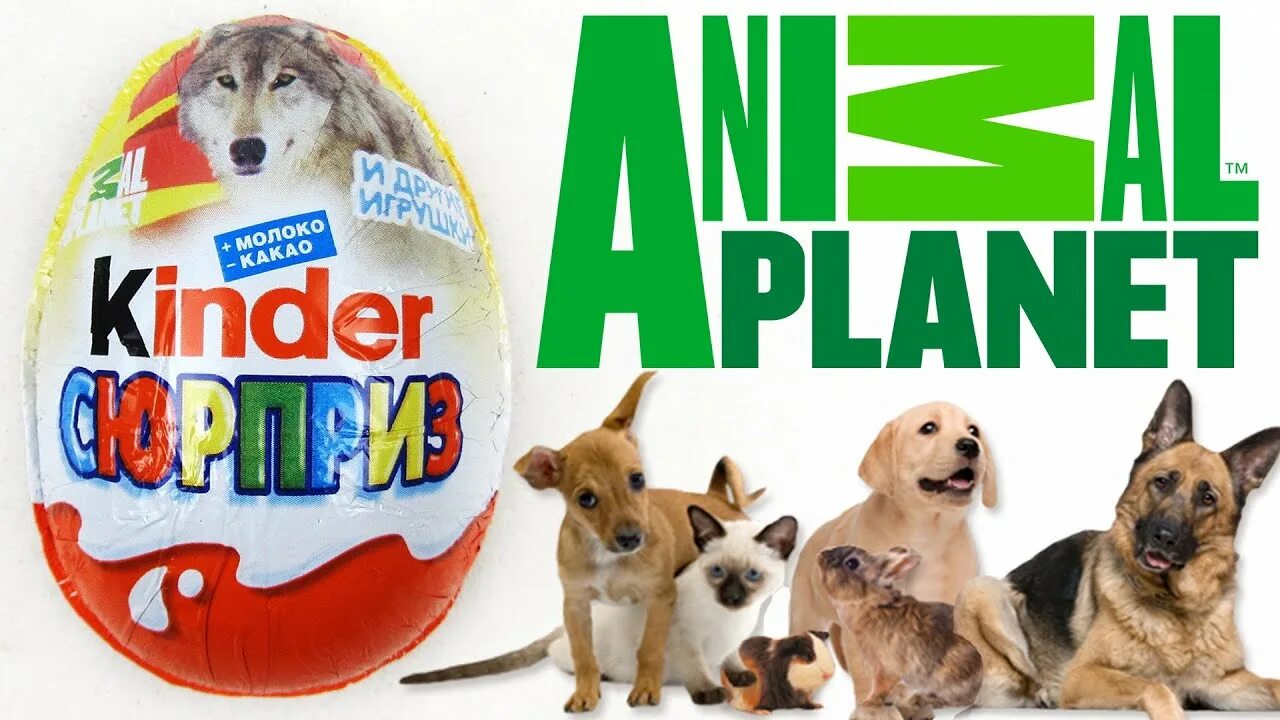 Kinder planet. Киндер сюрприз Анимал планет. Киндер сюрприз animal Planet 2015. Киндер сюрприз Энимал планет 2015. Киндер сюрприз животные коллекция Анимал планет.