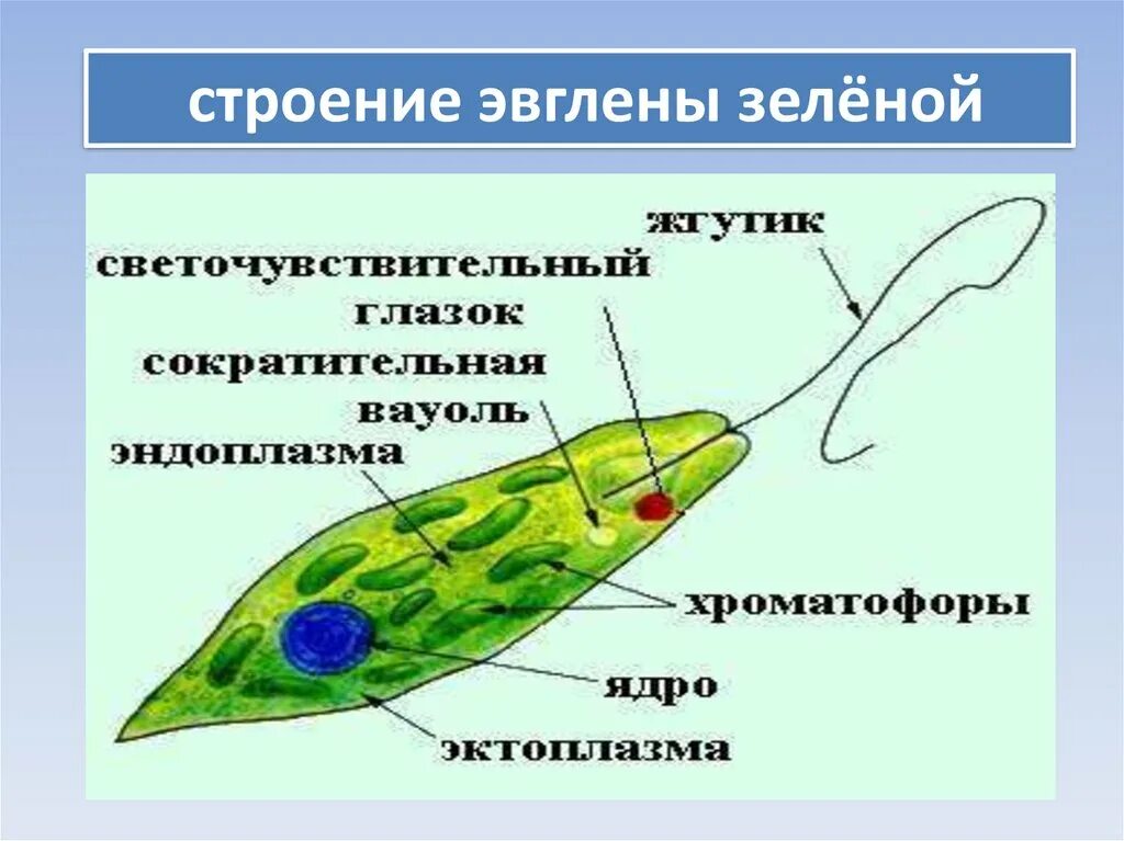 Какой органоид у эвглены зеленой. Эвглена зеленая строение. Строение эвлилены зеленоц. Стояние эвглены зеленой. Эвгленащелёная строение.