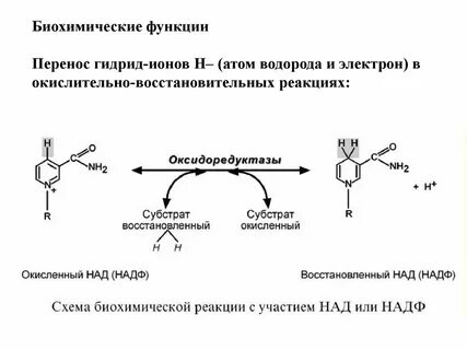 Над участвует в