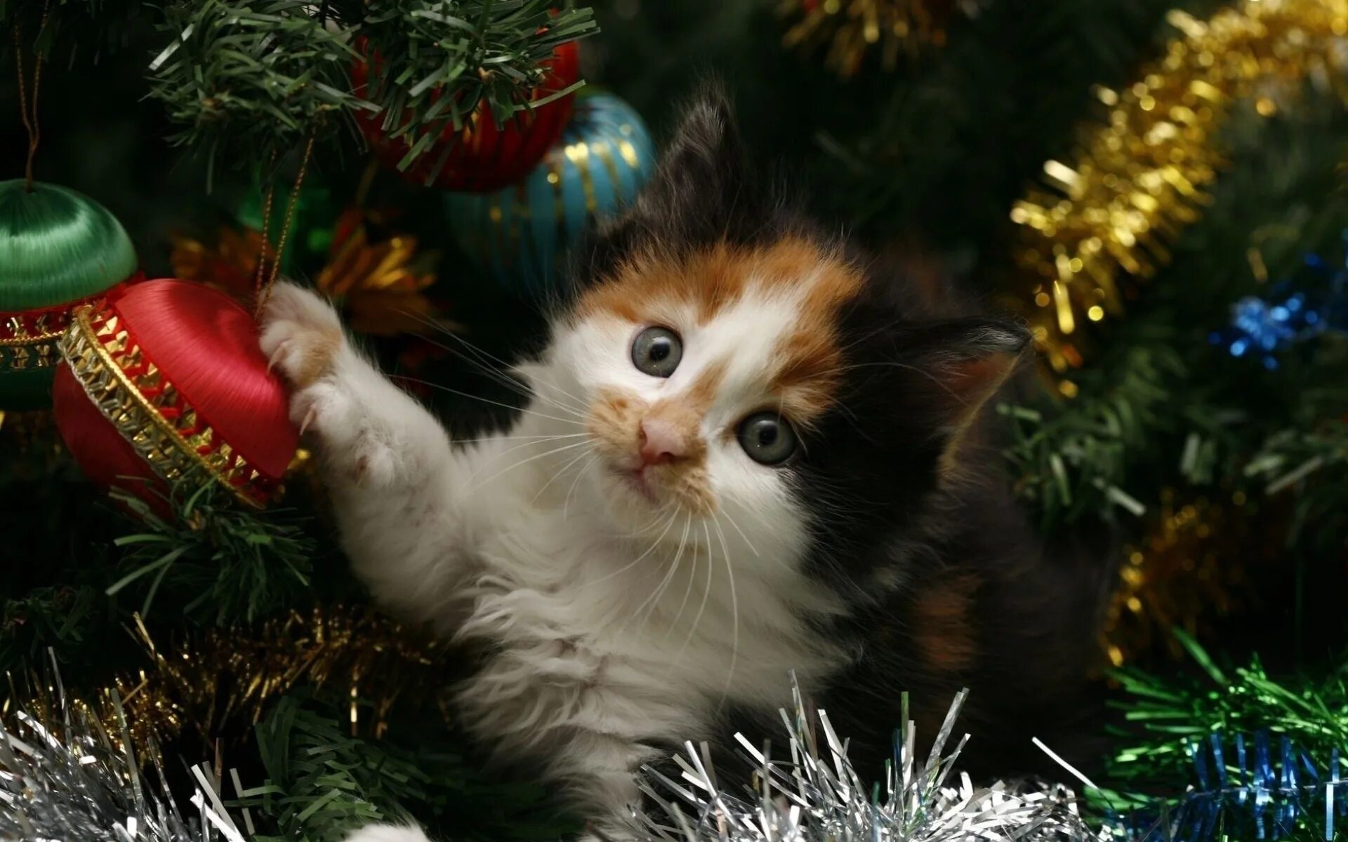 Кот празднует новый год. Новогодние коты. кошки новый год. кот и новогодняя елка. новогодние картинки.