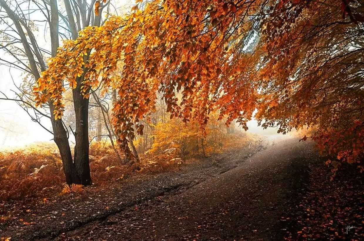 Может ли вас взволновать красота осеннего леса. Осень. Осень фото. Красота осени. Осенние фото.