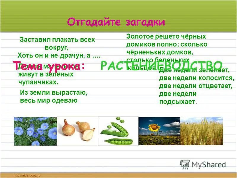Загадка о золоте в стихах. Отгадай загадку золотое. Голова большая шея тоненькая загадка. Загадки золотая головка. Утром мы во двор идём загадка.