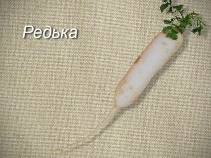 Редиска хомяку