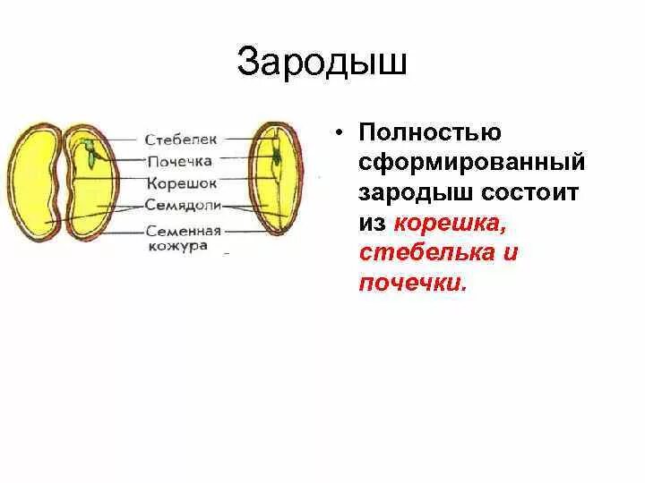 Из чего состоит семя биология. Кожура семядоли зародышевый корешок. Из чего состоит зародыш семени 6 класс. Из чего состоит зародыш растения. Из каких частей состоит зародыш в семени растения.