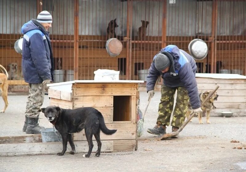 Муниципальный приют омск