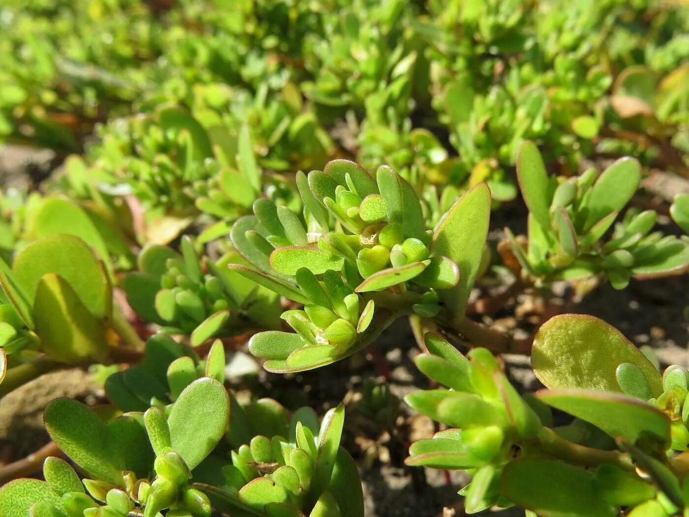 Portulaca oleracea. Портулак огородный противопоказания. Портулак огородный противопоказания. Портулак обыкновенный. Портулак огородный противопоказания.