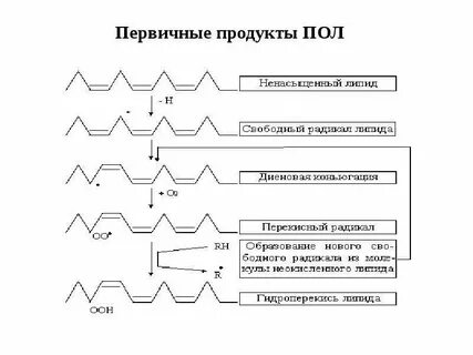 Пол радикалы
