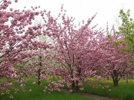 Вишня мелкопильчатая