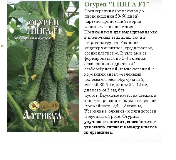 Огурцы сорт гинга. Огурец гинга ф1. огурец гинга f1 ганичкина. огурцы гинга f1 характеристика. огурец гинга f1 описание.