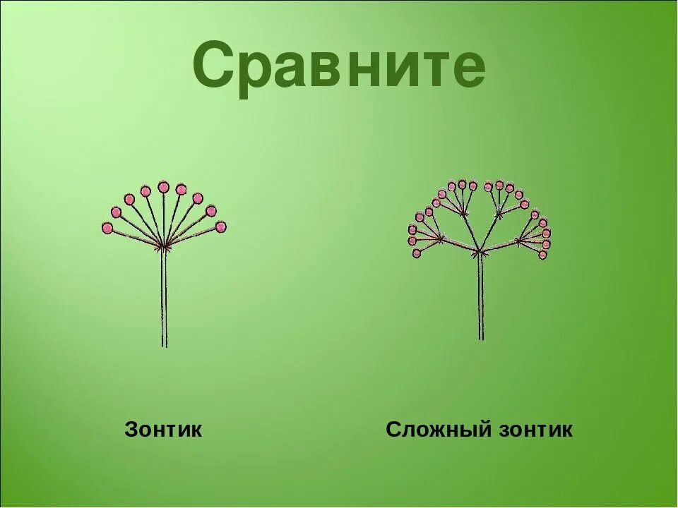 Сложный зонтик. Соцветие сложный зонтик. Простой и сложный зонтик. Соцветие простой зонтик. У каких растений зонтик