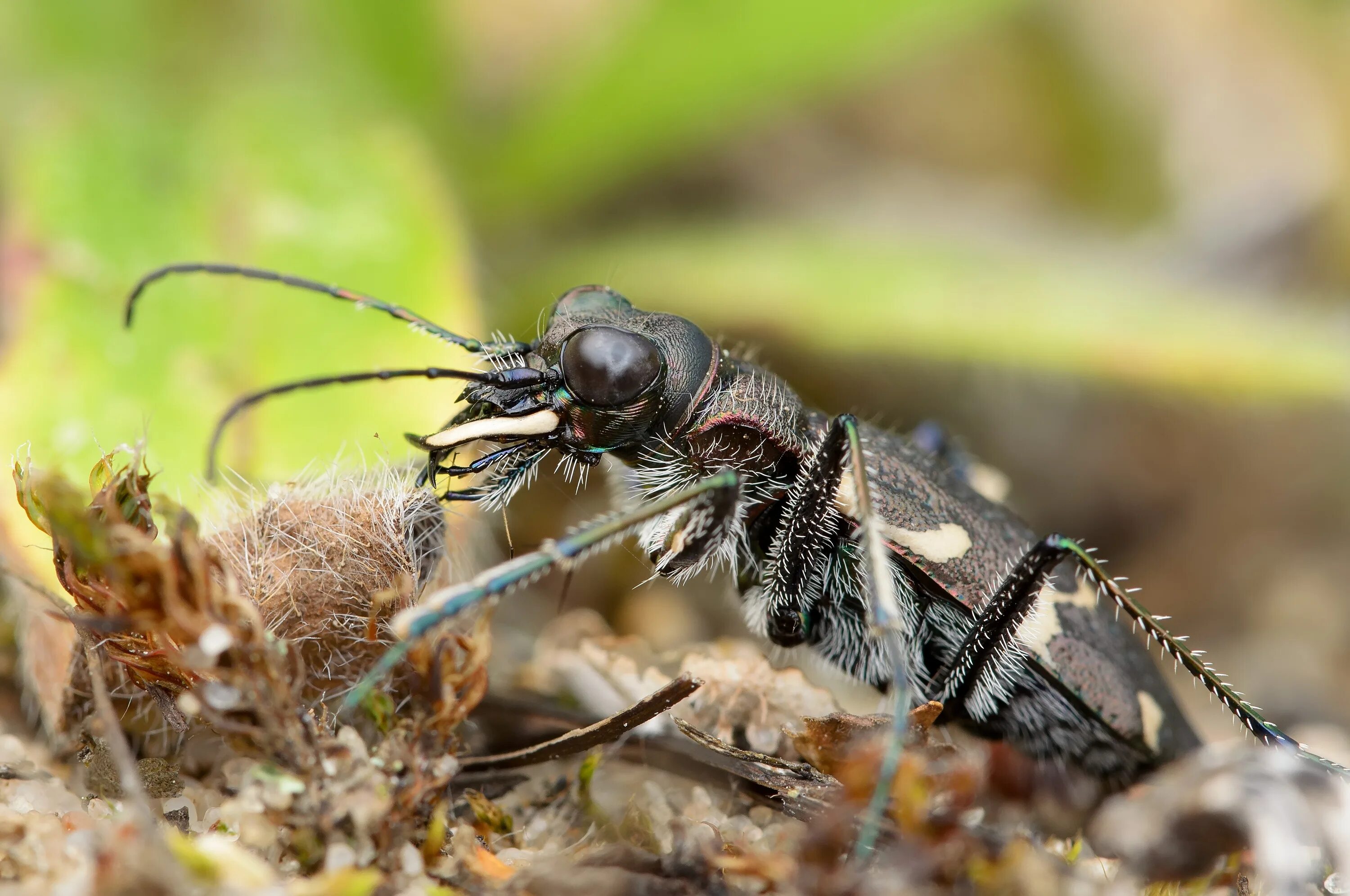 К насекомым вредителям относится. Cicindela sylvatica. Личинка жужелицы Крымской. Жужелица скакун Лесной. Сильватик Жук.