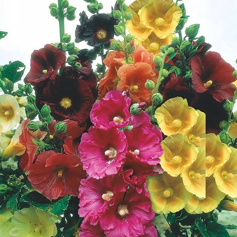 Растение Мальва семена мальвы. Alcea rosea Hollyhock. Мальва Рождество Alcea rosea семена. Мальва цветок семена