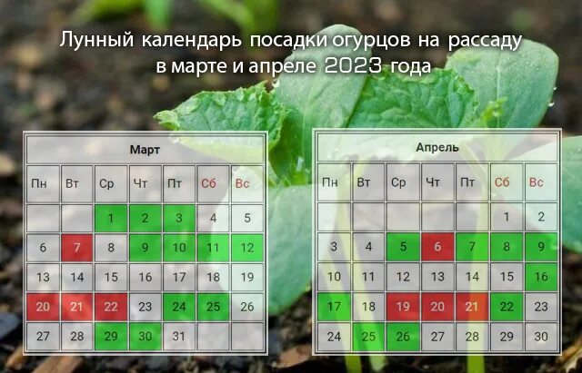Благоприятные дни для посева огурцов на рассаду. Календарь выращивания рассады. Таблица посева рассады на 2023 год. Календарь высадки рассады на 2023. Высадка огурцов на рассаду в 2023 году.