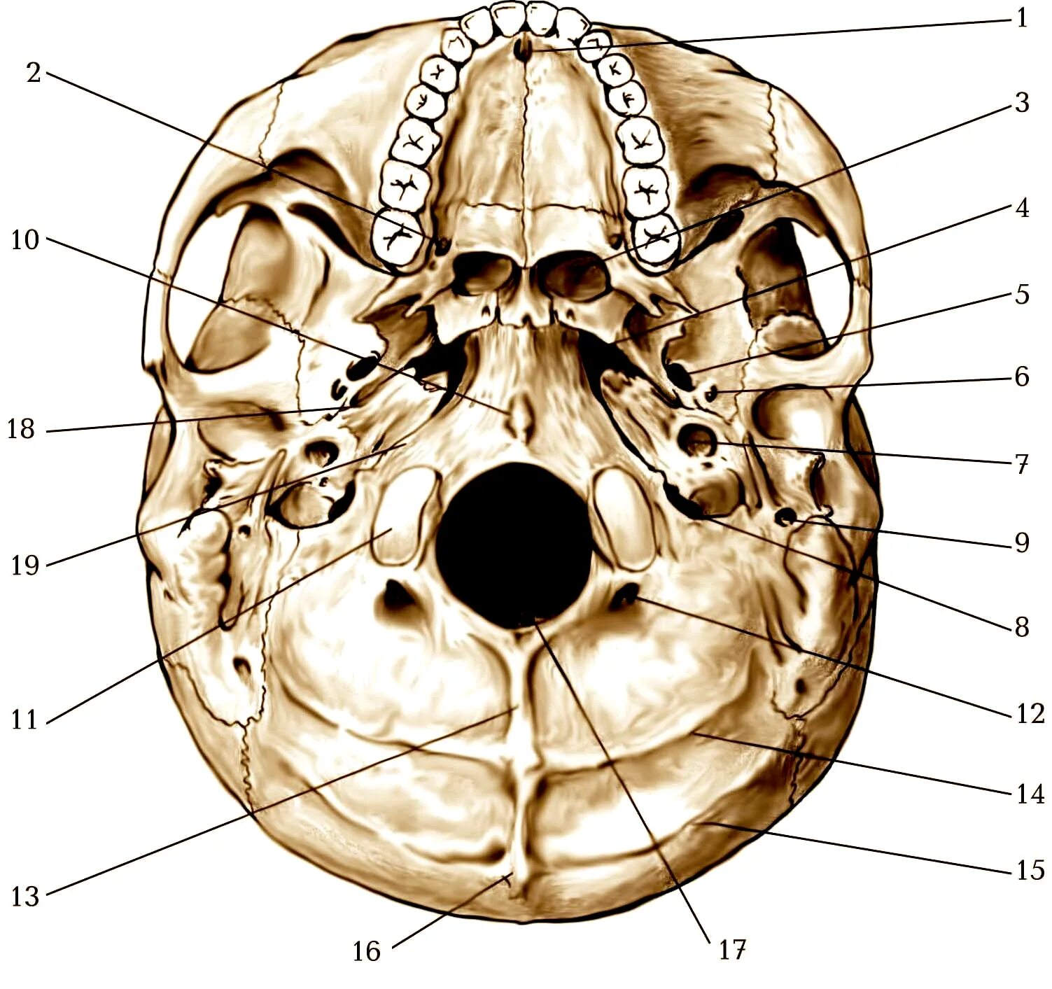 Полости в костях черепа. Топография черепа снизу. Топография черепа спереди. Топография черепа медунивер. Топография основания черепа.