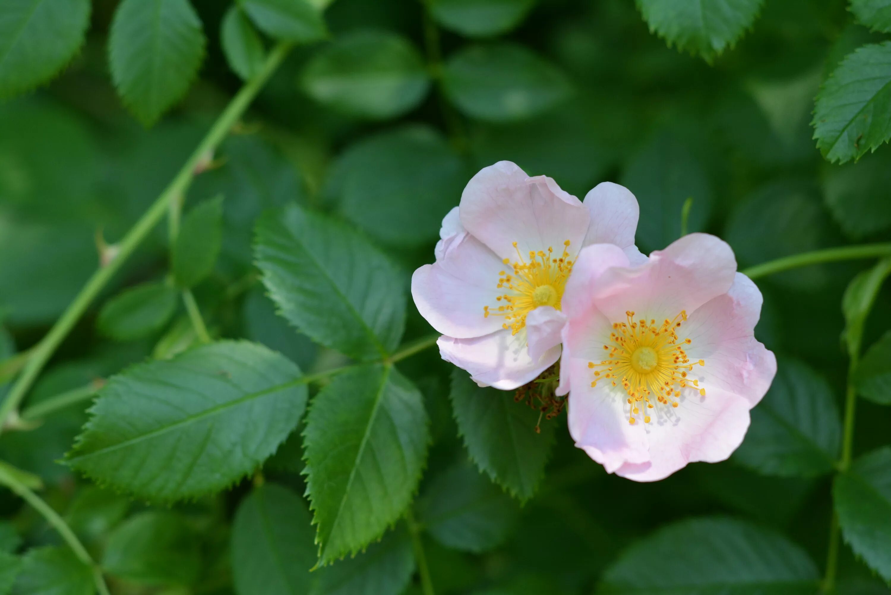 Шиповник каролинский. Цветы шиповника розы. Шиповник rosa. Цветы шиповника розы. Цветы шиповника розы.