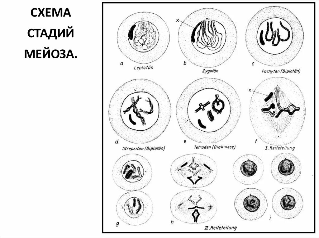 Мейоз 2 фазы. Мейоз 2 таблица. Фазы мейоза схема. Фазы мейоза 1. Особенность процесса мейоза