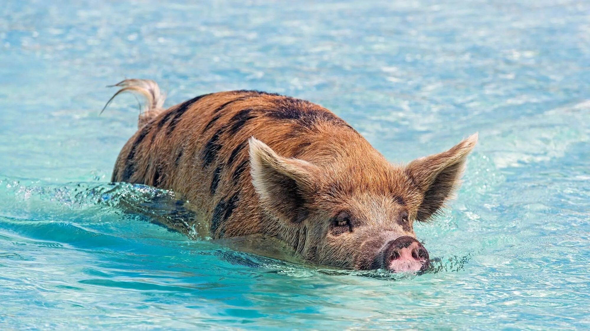 Свинка плавает. Остров Пиг Бич Багамы. Водоплавающие свиньи Багамы. Пиг-Бич остров свиней. Багамские водоплавающие свинки.