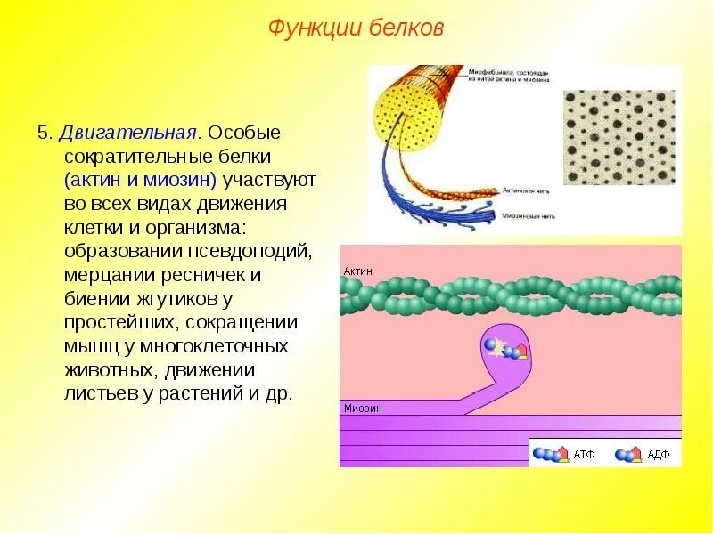 Сократительную функцию выполняют