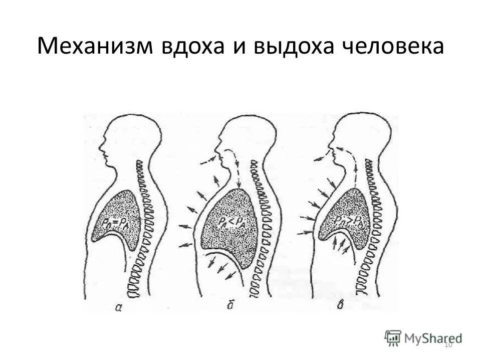 механизмы вдоха и выдоха тест