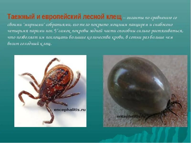 Где клещи в городе