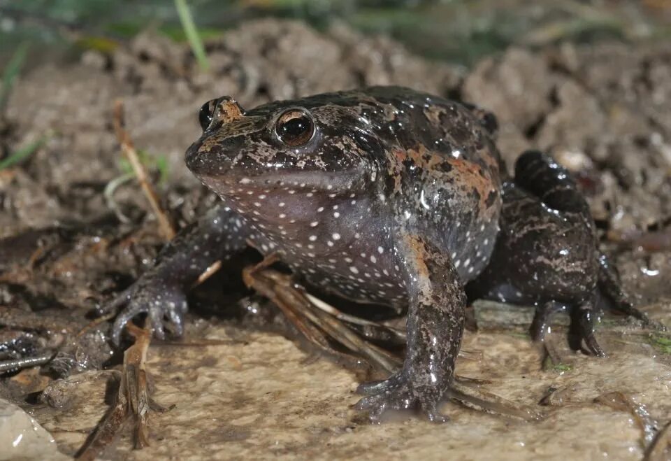 Вымирают жабы. Оранжевая жаба вымерший вид. Большеротая лягушка. Золотая лягушка дротик. Вымирают жабы.