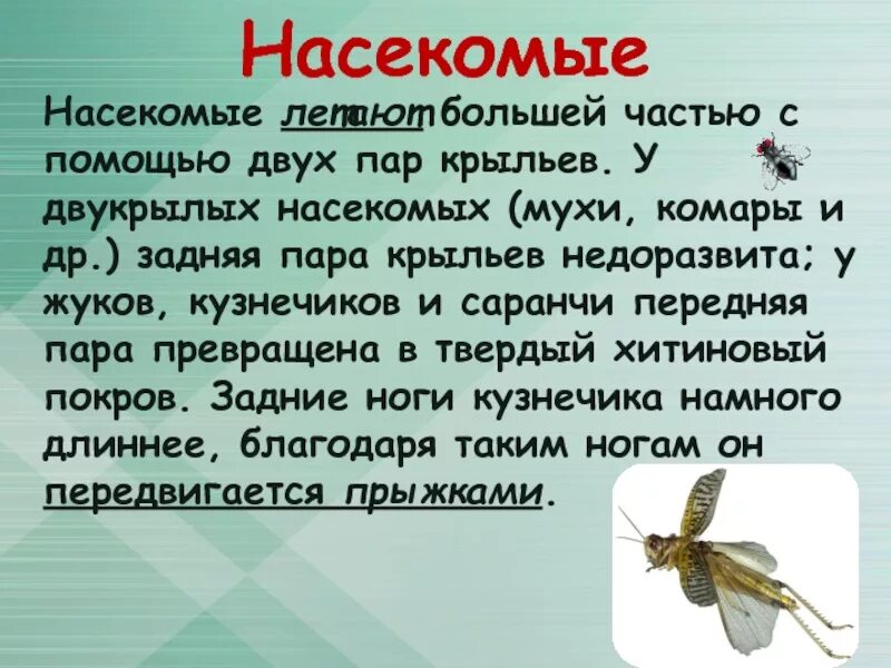 Способы передвижения насекомых. Насекомое с двумя парами крыльев. Двукрылые Крылья. Текст про насекомых