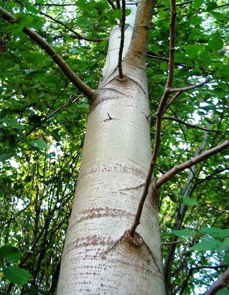 Осина (Populus tremula). Осина обыкновенная (Populus tremula). Осина Сибирская. Тополь дрожащий осина. Осина тип дерева