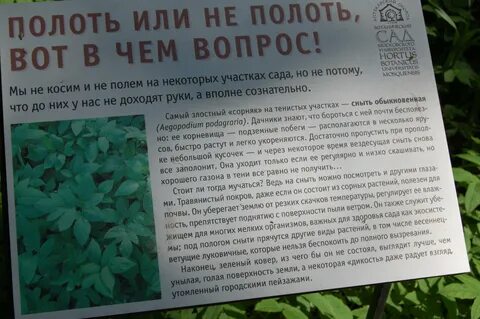 Трава рецепты