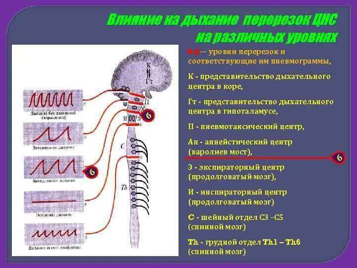 Дыхательный центр ствола мозга. Перерезка продолговатого мозга. Перерезка продолговатого мозга дыхание. При перерезке выше моста дыхание. При перерезке на границе спинного и продолговатого мозга дыхание.
