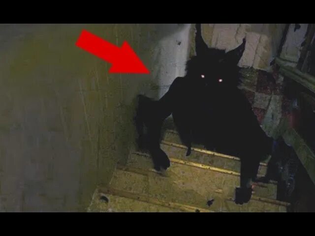 Фотка кэт нет. Страшный кот в реальной жизни. Черный кот из страшилок. Черный оборотень на лестнице.