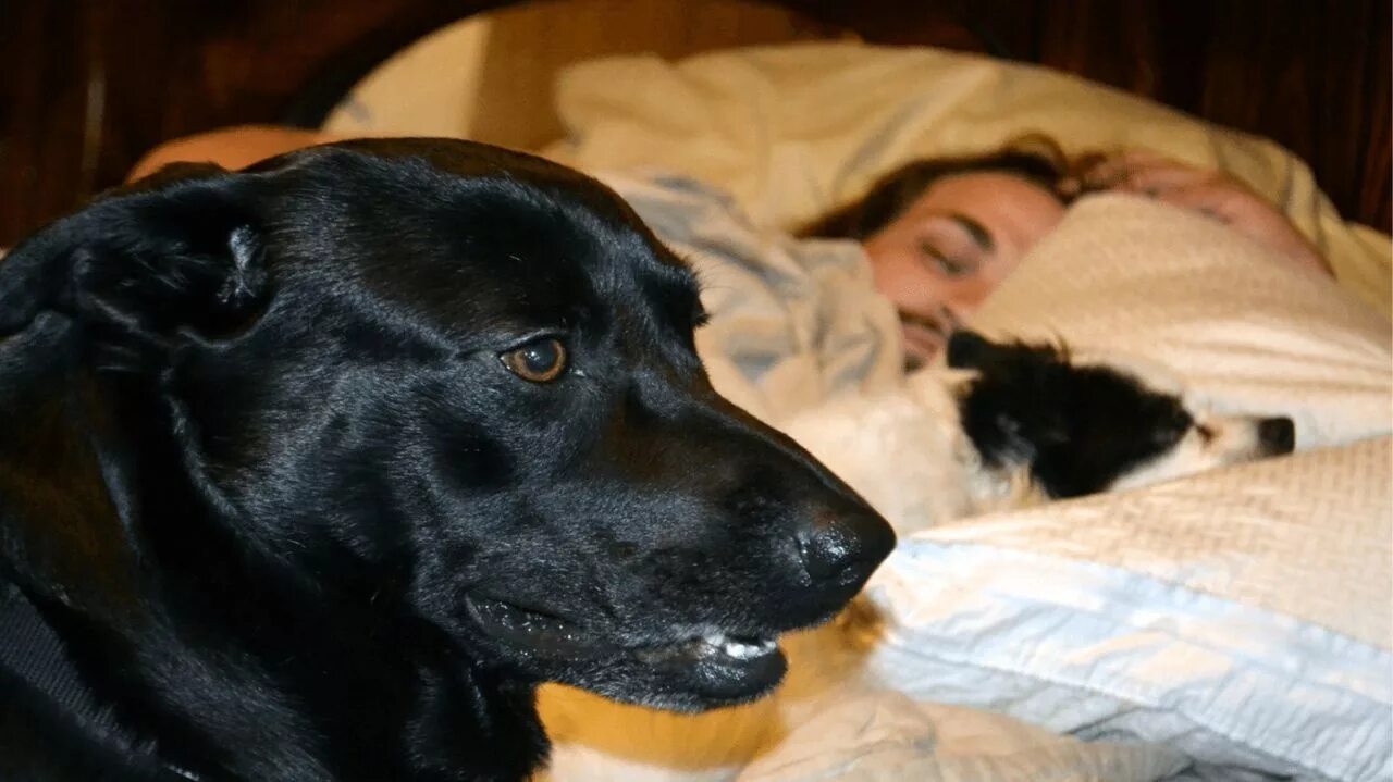 Если приснилась собака. Собака дремлет. Чёрная собака во сне. Сон огромная черная собака.