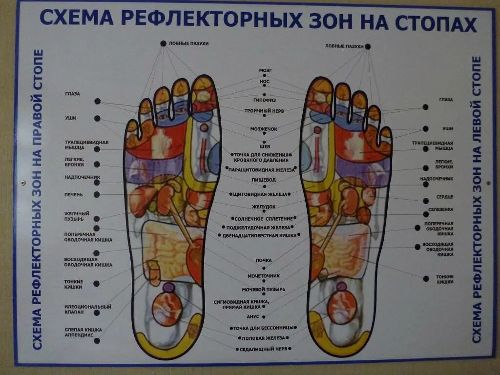 Биологически активные точки на стопе. Активные точки стопы акупунктура. Рефлекторные зоны стопы схема. Точки на подошве стопы отвечающие за органы. Значение правой ноги