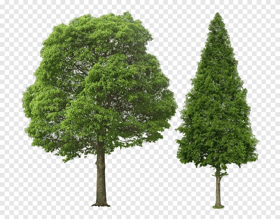 Ml tree