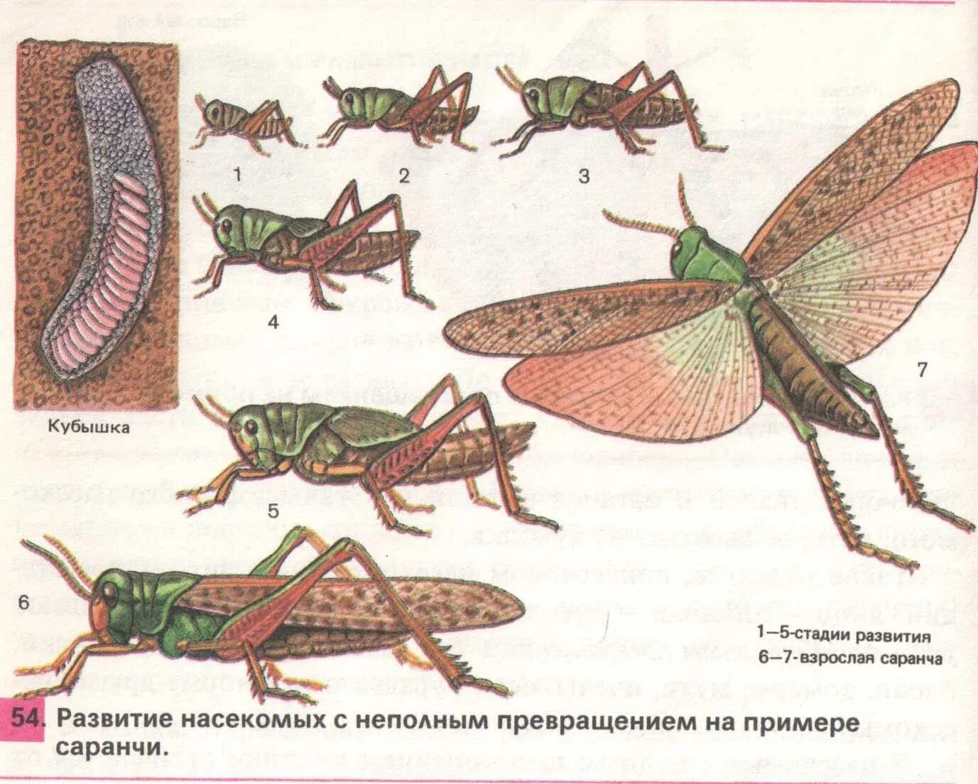 Стадия жизни насекомого. Развитие с неполным превращением у саранчи. Азиатская Перелетная Саранча цикл развития. Развитие с неполным превращением сараняи. Азиатская Саранча метаморфоз.