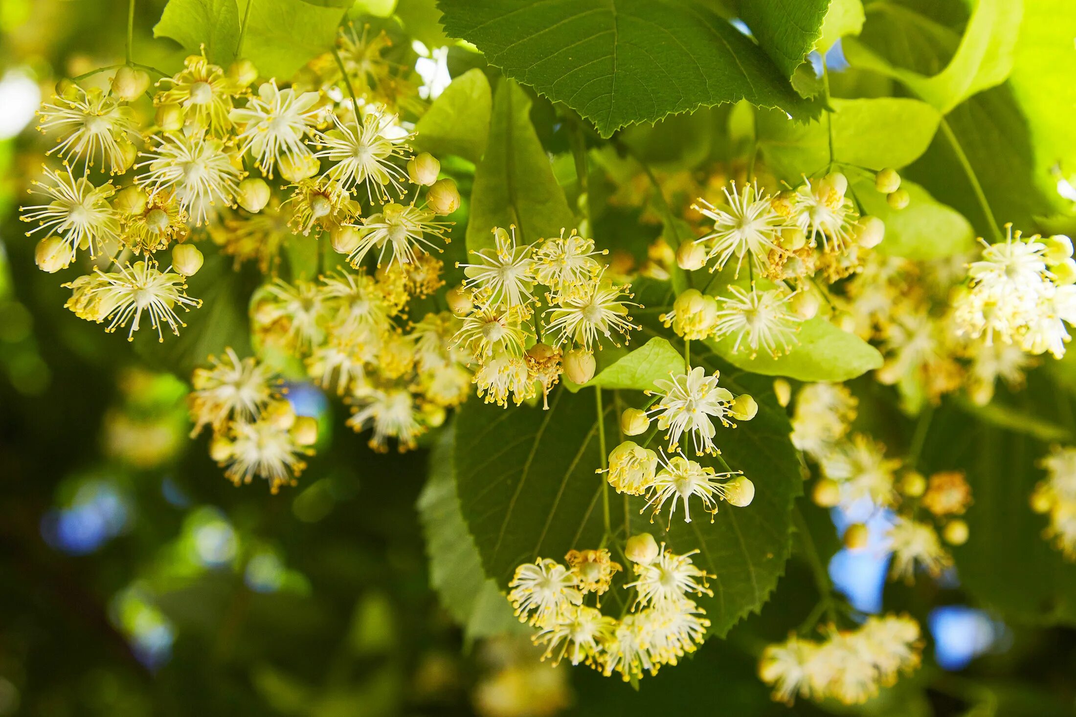 цветы липы жаропонижающее. картинка липа на прозрачном фоне. липа. липа сердцевидная. липа сердцевидная дерево.