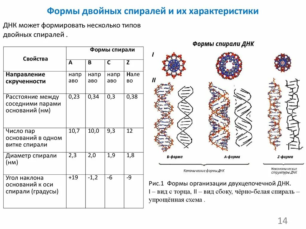 Днк в какое время. Формы двойных спиралей ДНК, их характеристика.. Формы структуры ДНК. А форма вторичной конформации ДНК характеризуется. Вторичная структура ДНК Альфа форма.
