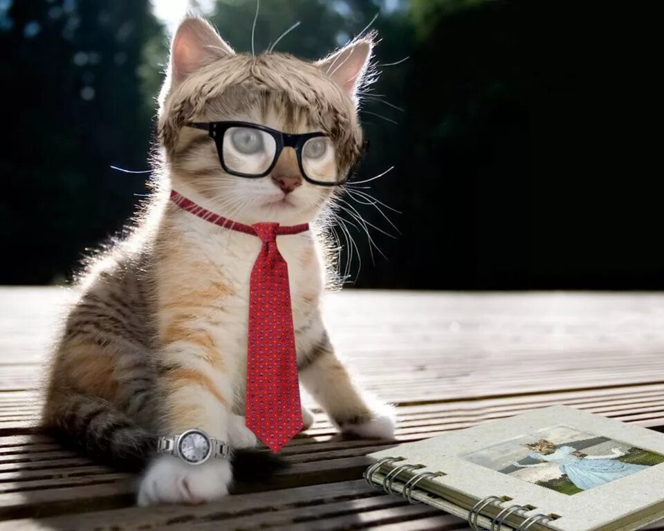 Картинка Котята коты Лапы смотрит Животные 5472x3648