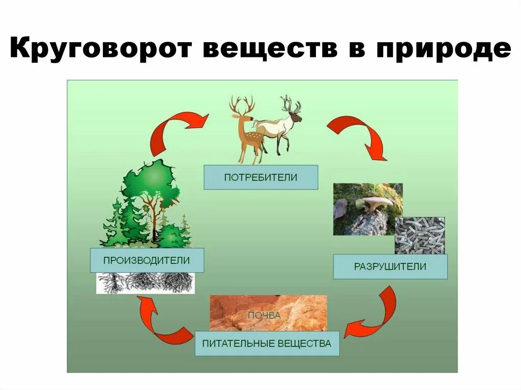 Производители потребители и разрушители в природном сообществе